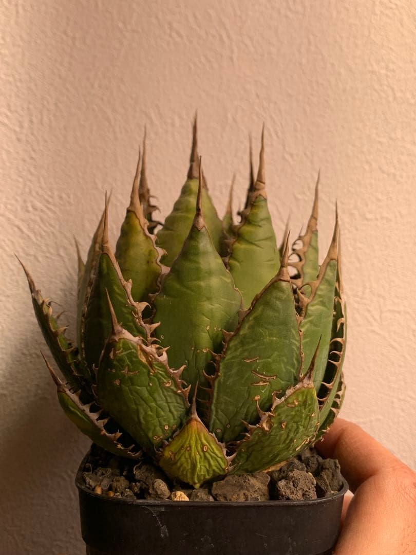 アガベ ホリダ　US株 コレクション　ロックガーデン　陽炎　ワイルド　USA