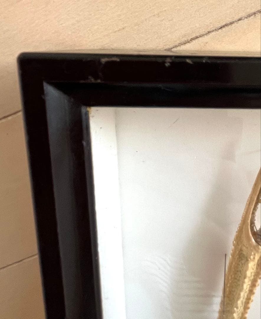 大アカザエビ　ウチダザリガニ 標本3体　ドイツ箱入り