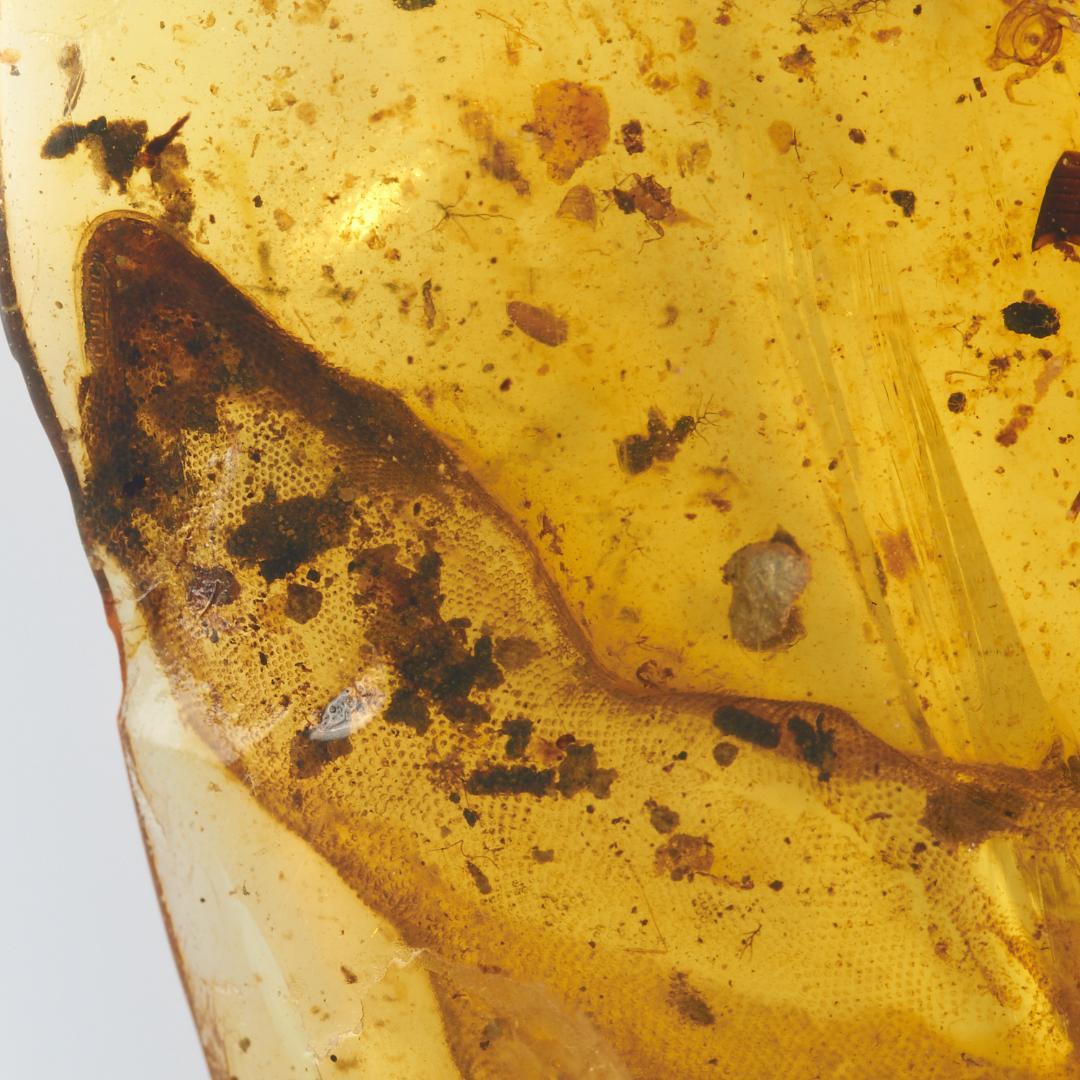 レア極上品 PA0084虫入り琥珀化石　ミャンマーカムティかタナイ9900万年前