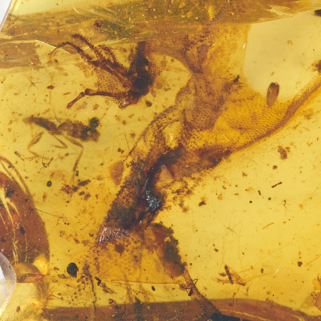 レア極上品 PA0084虫入り琥珀化石　ミャンマーカムティかタナイ9900万年前