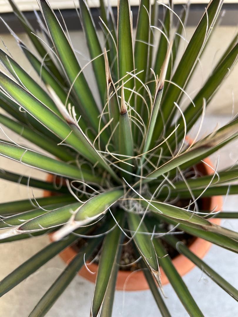 【タイムセール】ユッカ・フィリフェラ / レア ドライガーデン ビザールプランツ