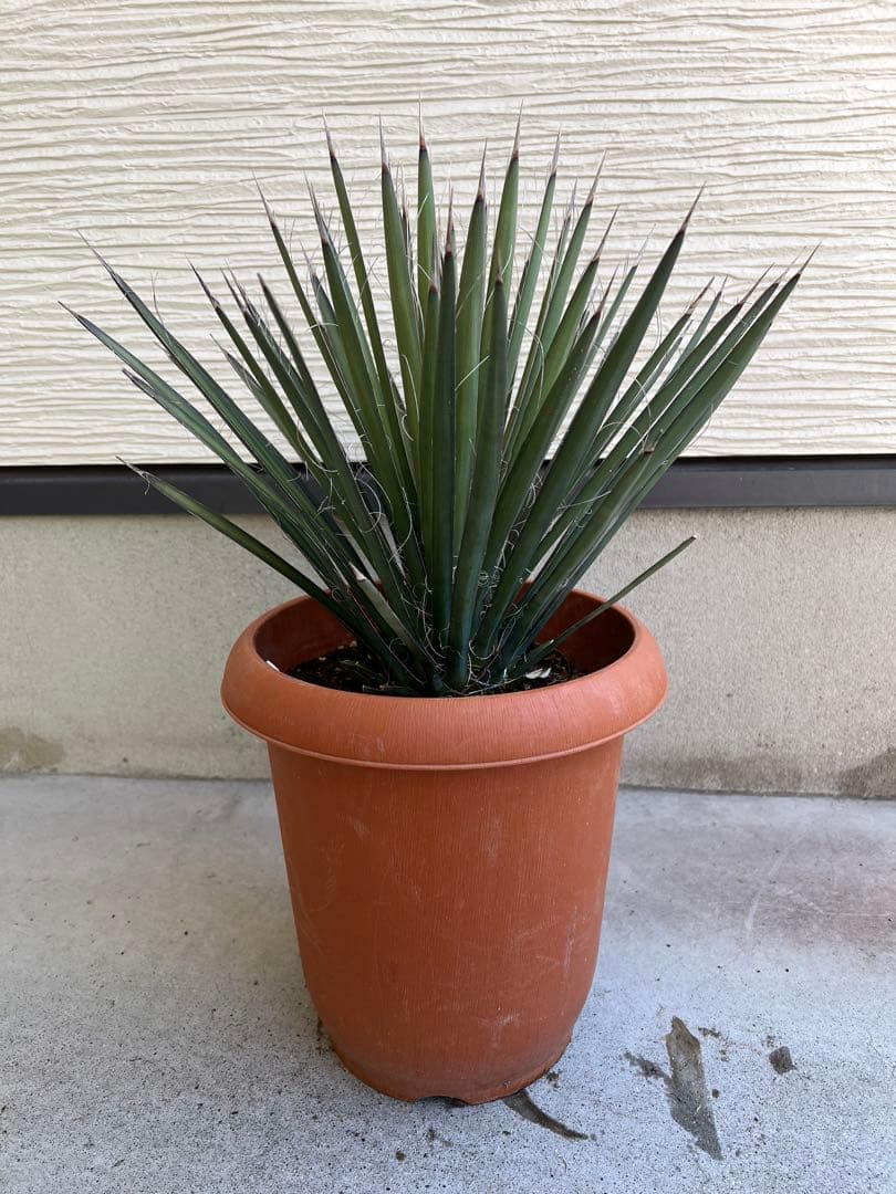 【タイムセール】ユッカ・フィリフェラ / レア ドライガーデン ビザールプランツ