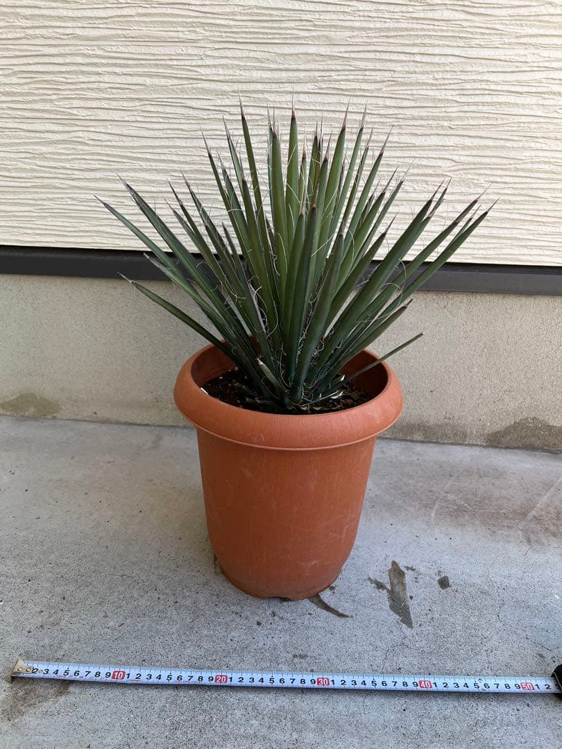 【タイムセール】ユッカ・フィリフェラ / レア ドライガーデン ビザールプランツ