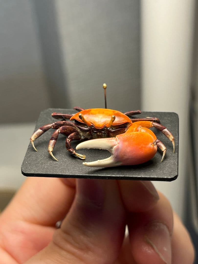 【色残抜群】ベニシオマネキ かに カニ 蟹 ガニ シャコ エビ ロブ 昆虫標本