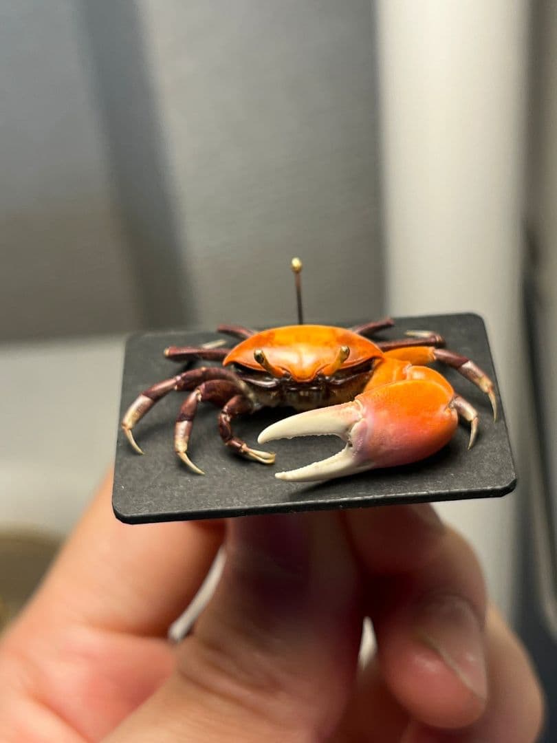【色残抜群】ベニシオマネキ かに カニ 蟹 ガニ シャコ エビ ロブ 昆虫標本
