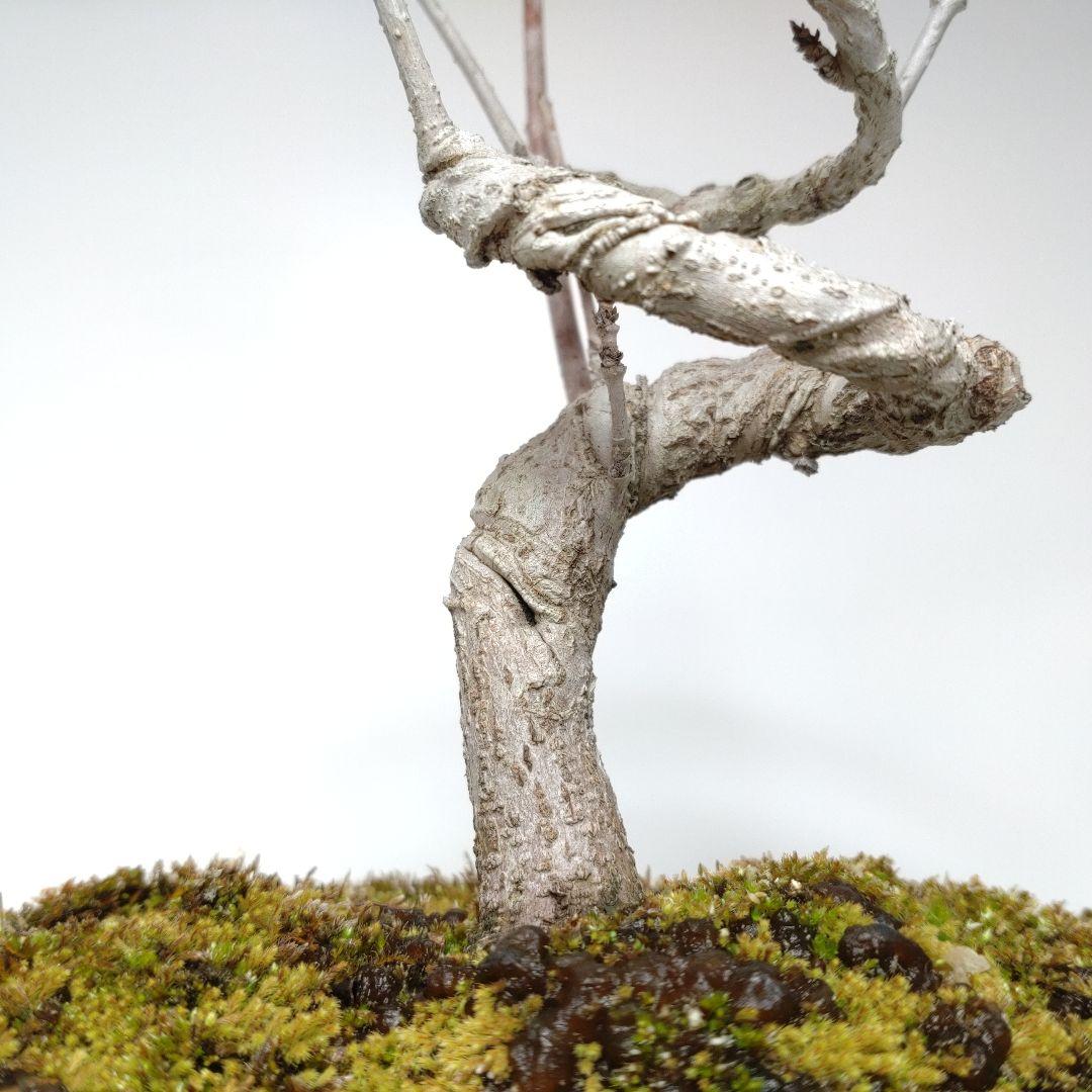 寒樹鹿子木楓（カラコギカエデ）盆栽 SS003