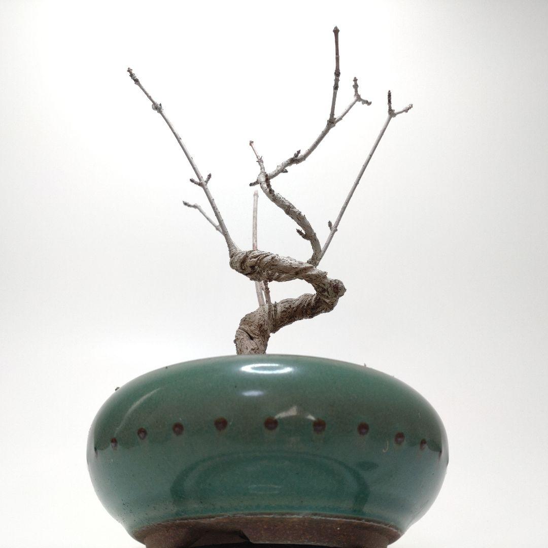 寒樹鹿子木楓（カラコギカエデ）盆栽 SS003