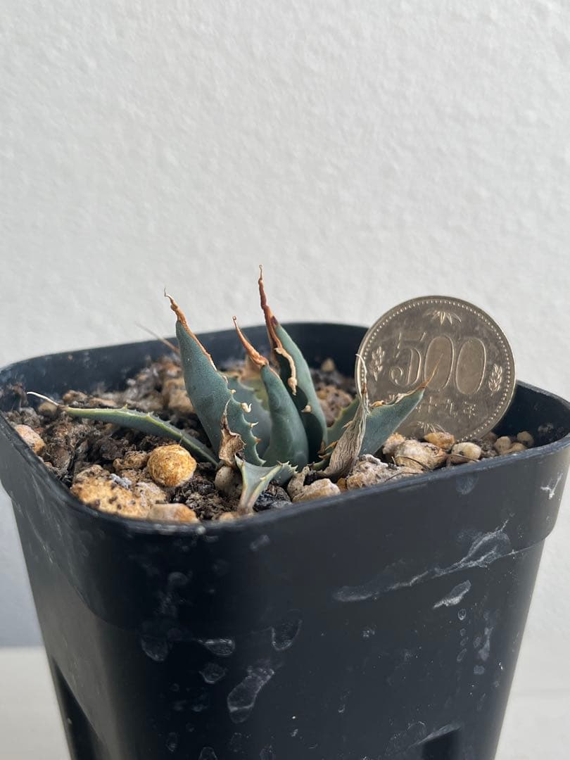 アガベ　エボリスピナ　陽炎　コークスクリュー　屋外栽培　A