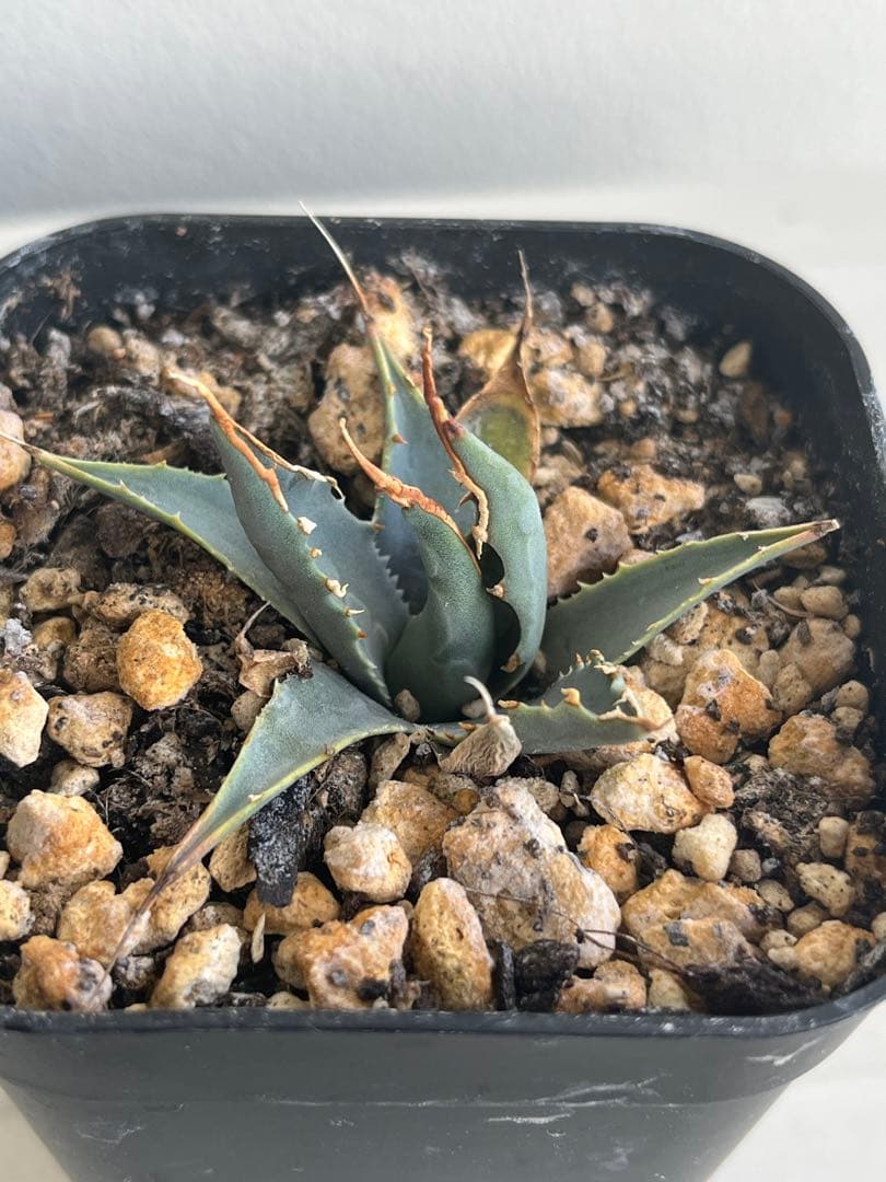 アガベ　エボリスピナ　陽炎　コークスクリュー　屋外栽培　A