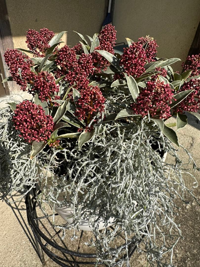 スキミアマジックマルロー