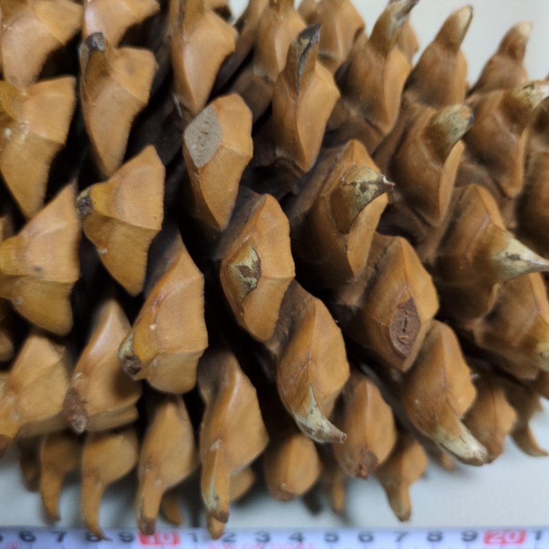 オオミマツ　巨大　松ぼっくり