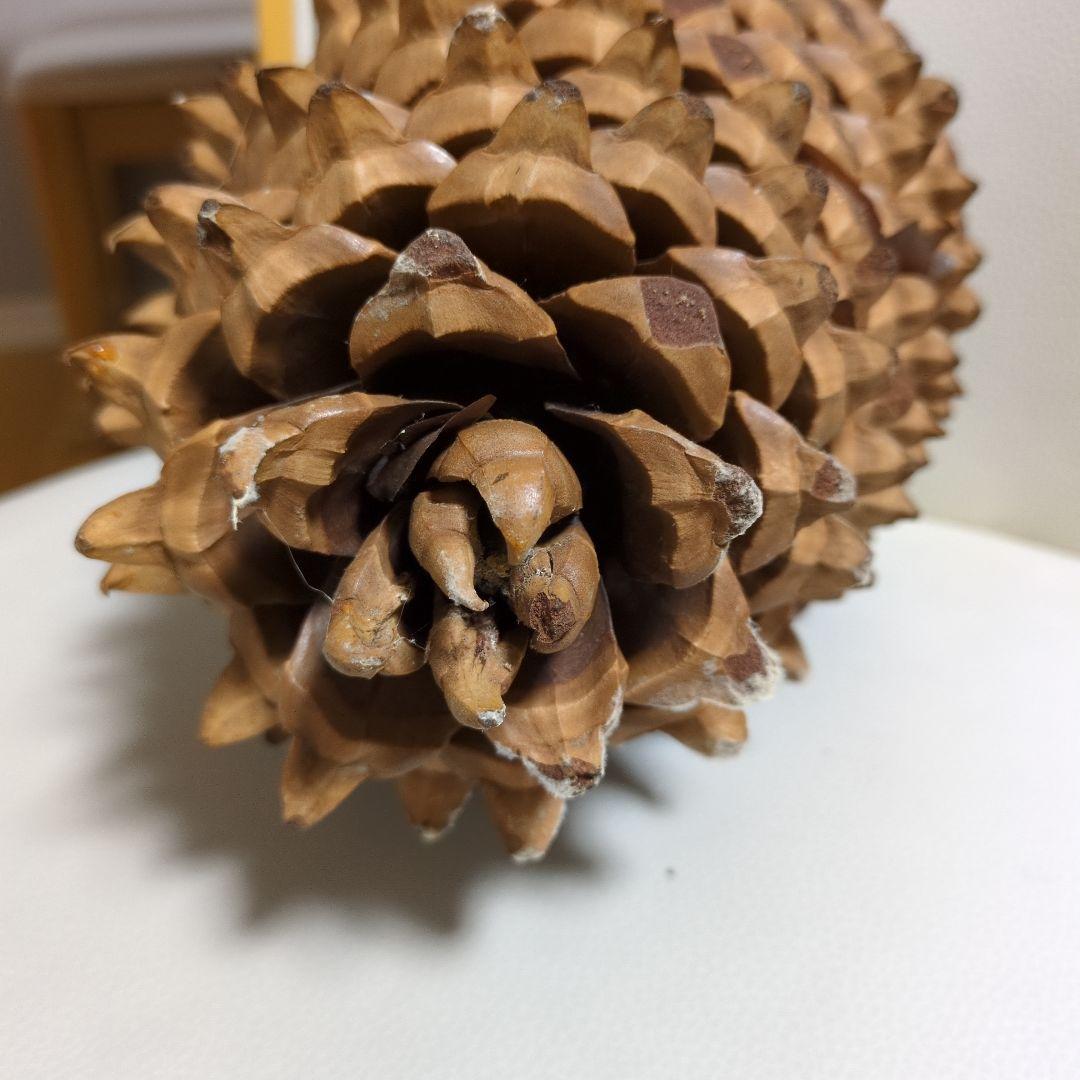 オオミマツ　巨大　松ぼっくり