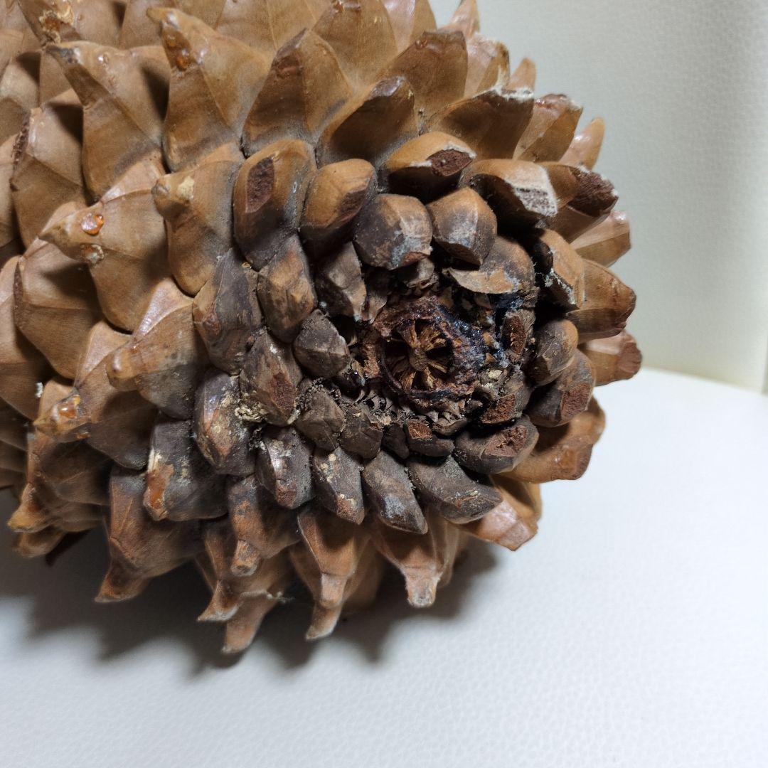 オオミマツ　巨大　松ぼっくり