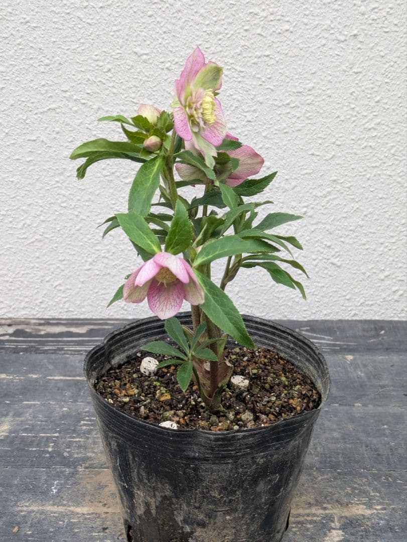 極美バイカラー！広瀬園芸 クリスマスローズ セミダブル★ピンク×ライムベイン