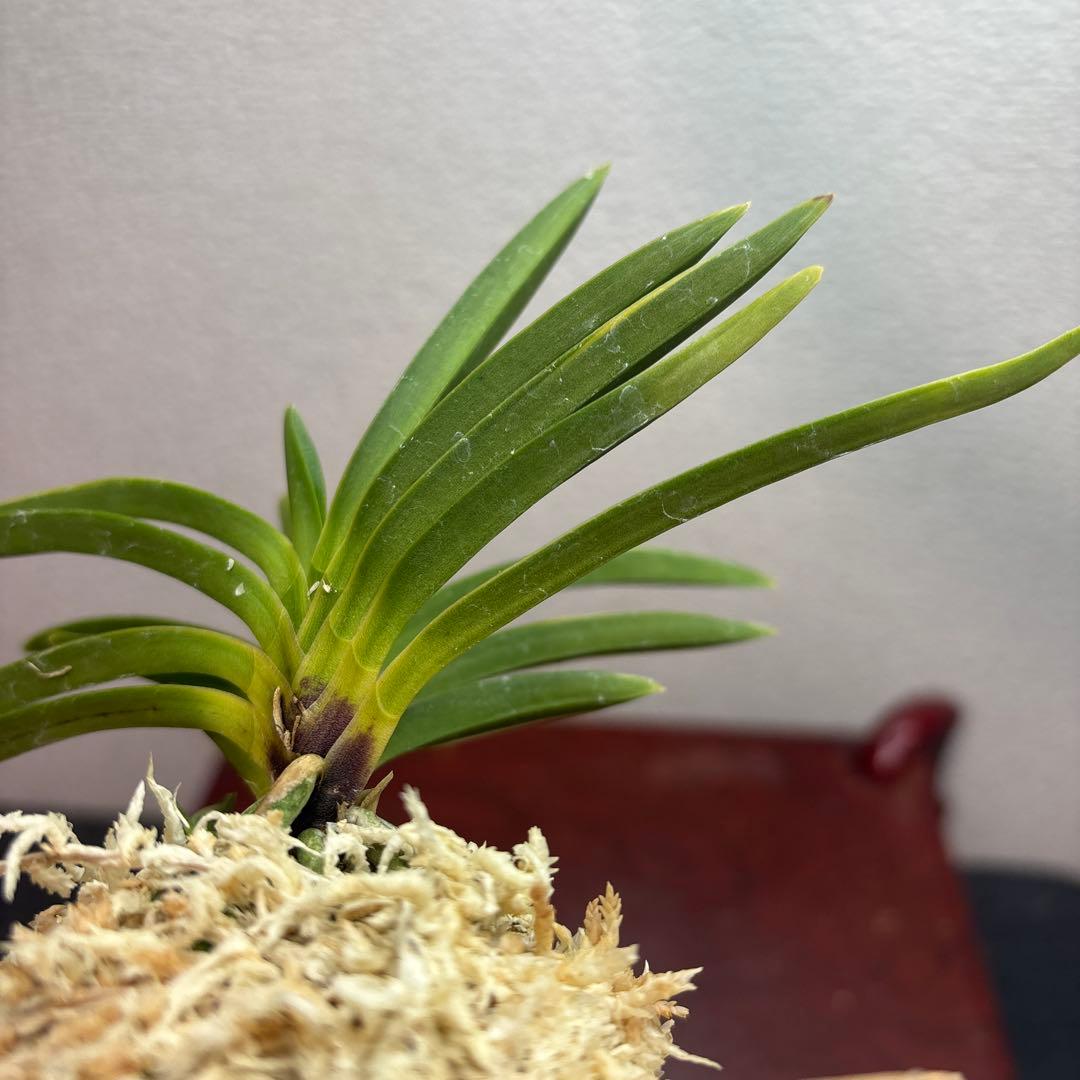 富貴蘭　風蘭　建国縞