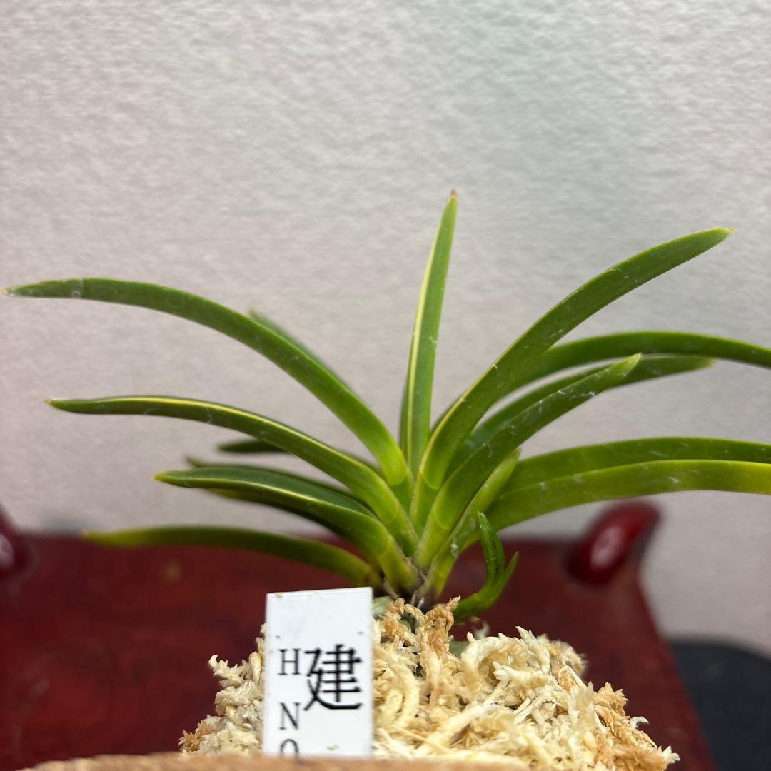 富貴蘭　風蘭　建国縞