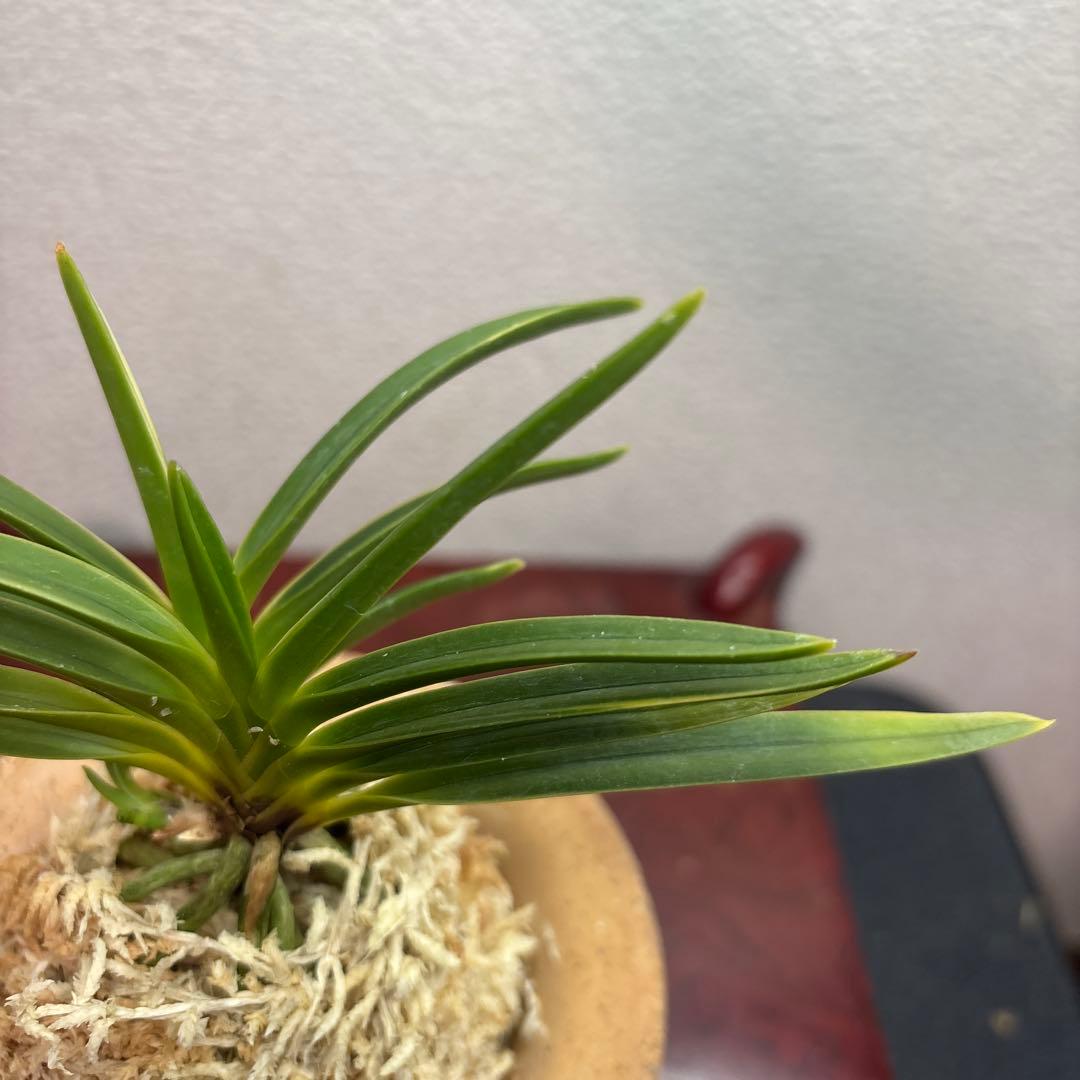 富貴蘭　風蘭　建国縞