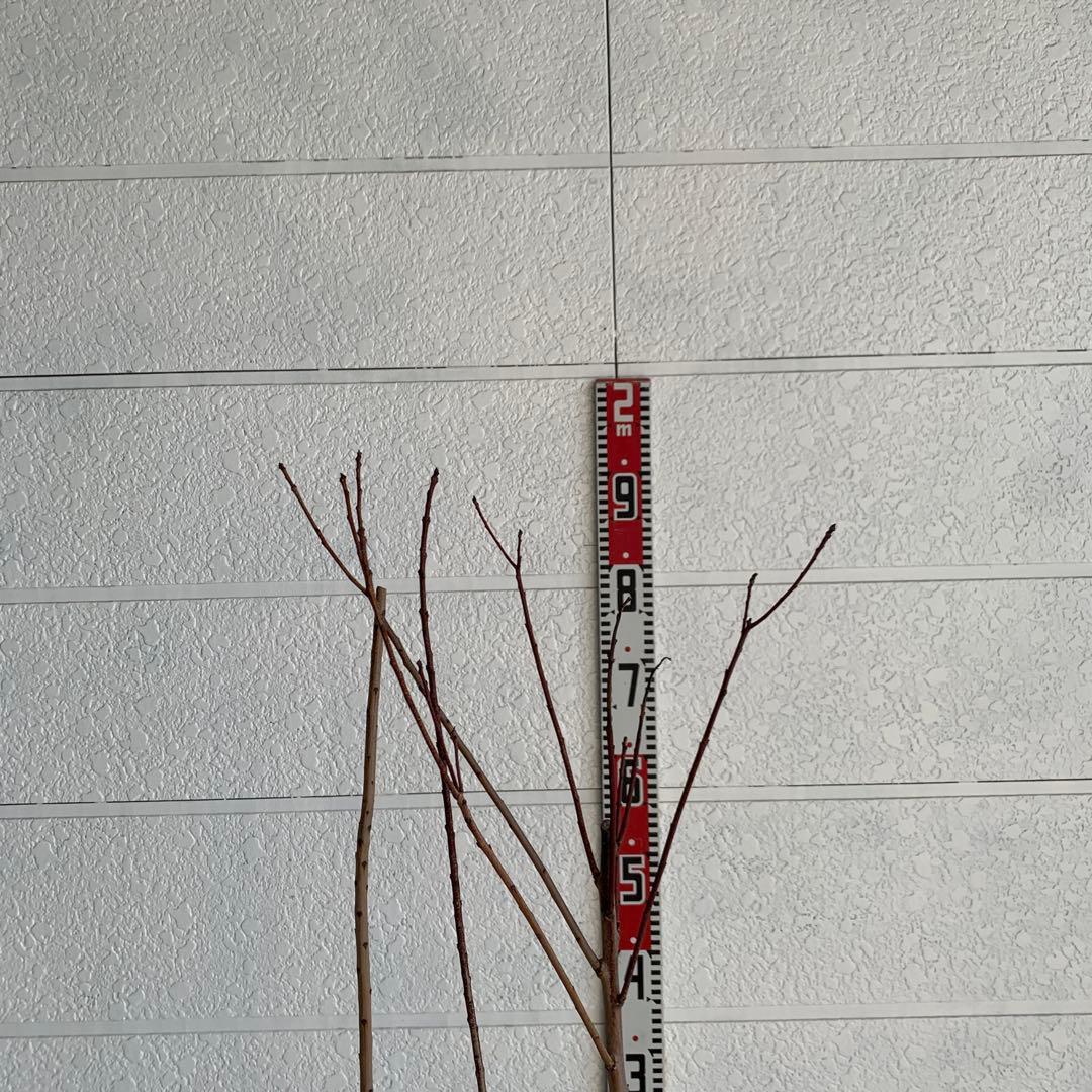 スモークツリー　グレース　雌株　煙の木　苗木　花木　59