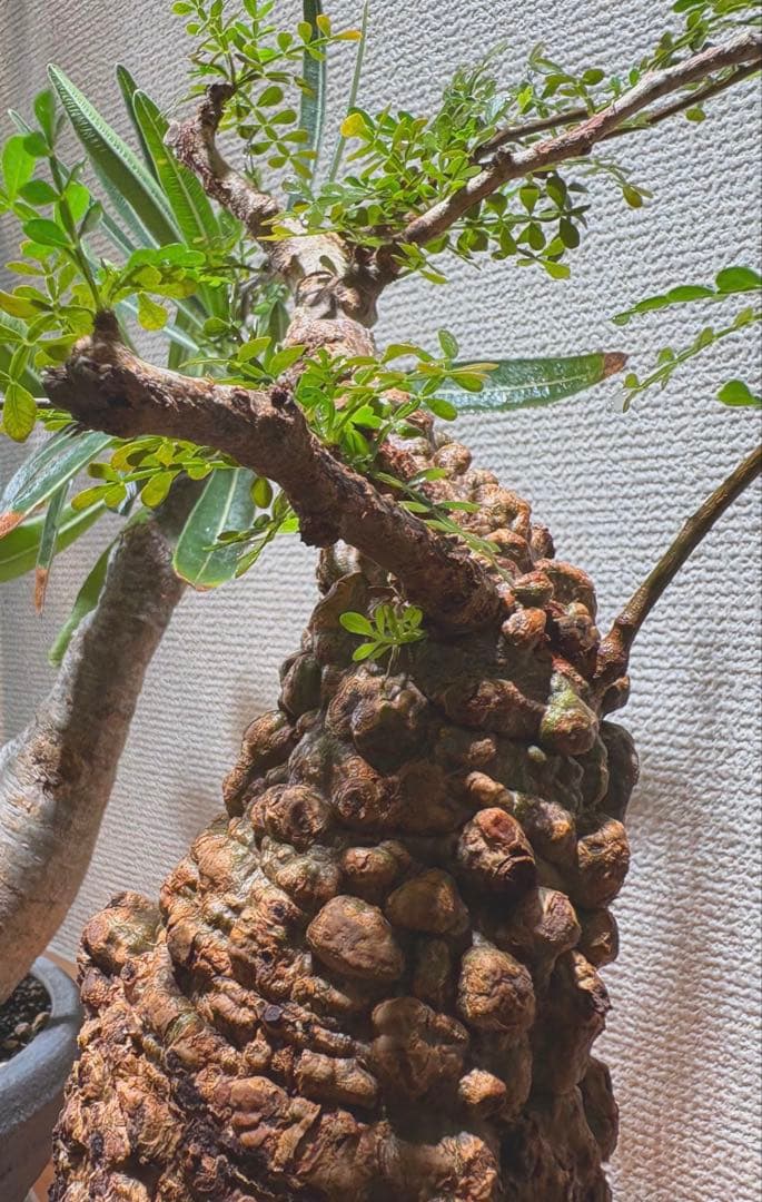 MK【発根済み】オペルクリカリア・パキプス