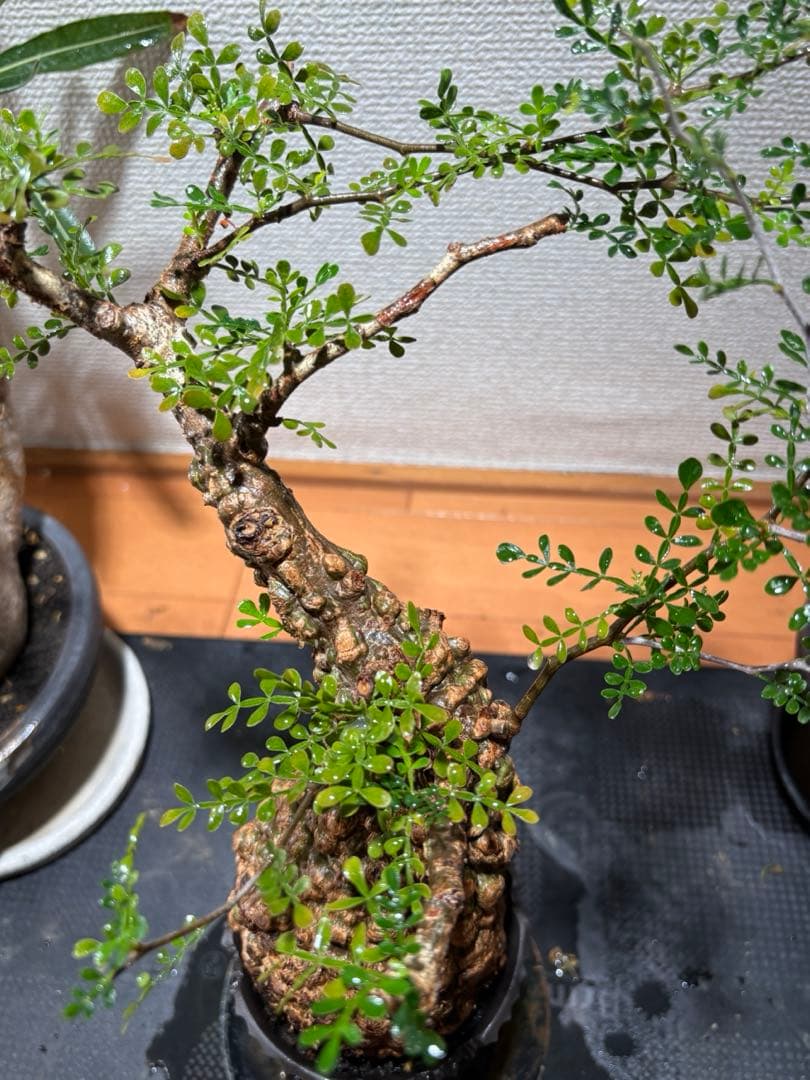 MK【発根済み】オペルクリカリア・パキプス