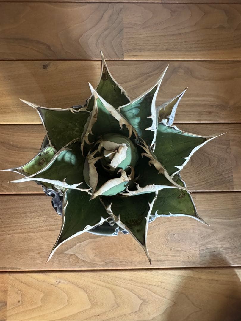 最終値下げ　アガベ　オアハカオテロイ　現地球　発根済　活着済　チタノタ