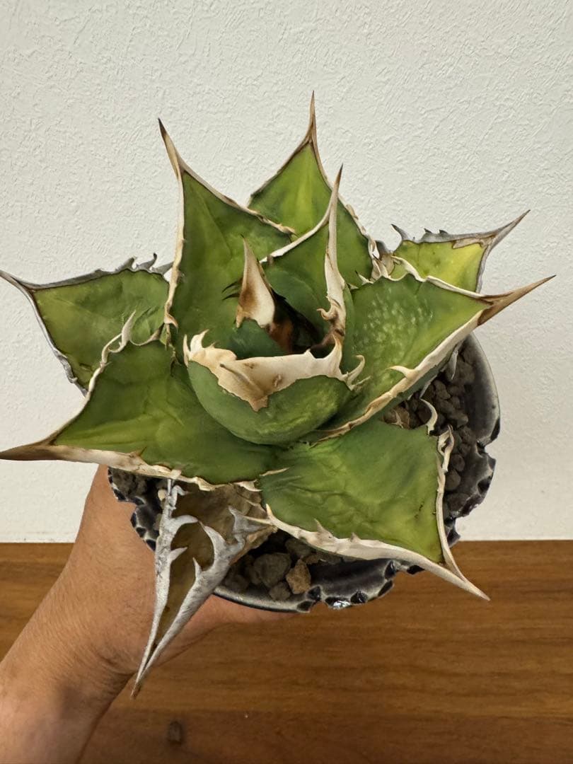 最終値下げ　アガベ　オアハカオテロイ　現地球　発根済　活着済　チタノタ