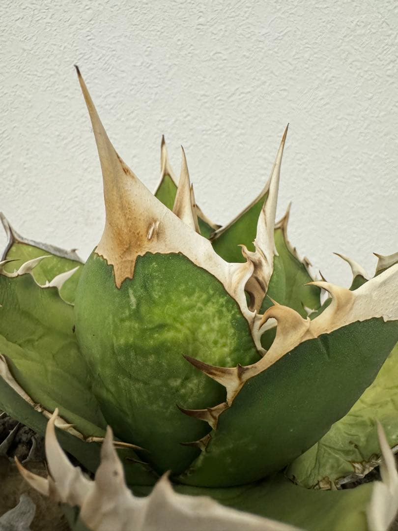 最終値下げ　アガベ　オアハカオテロイ　現地球　発根済　活着済　チタノタ