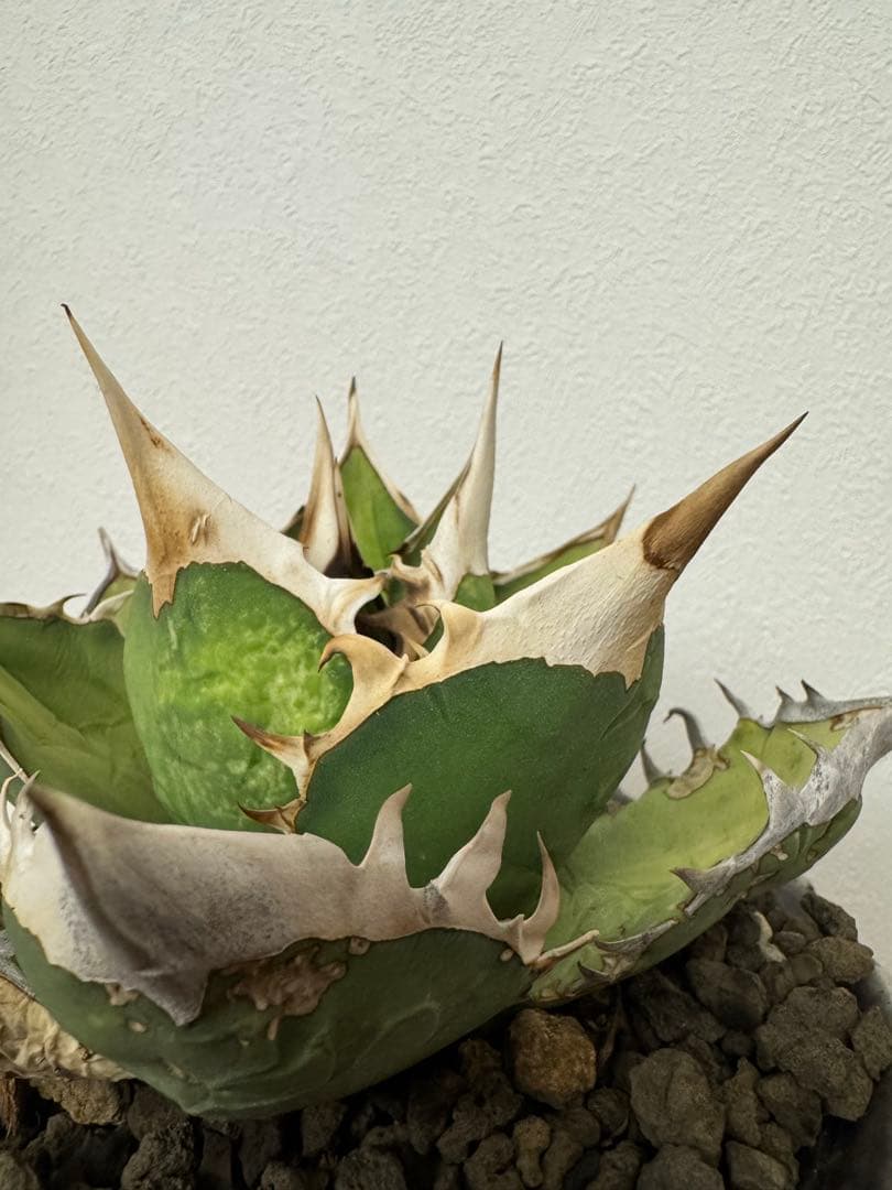 最終値下げ　アガベ　オアハカオテロイ　現地球　発根済　活着済　チタノタ