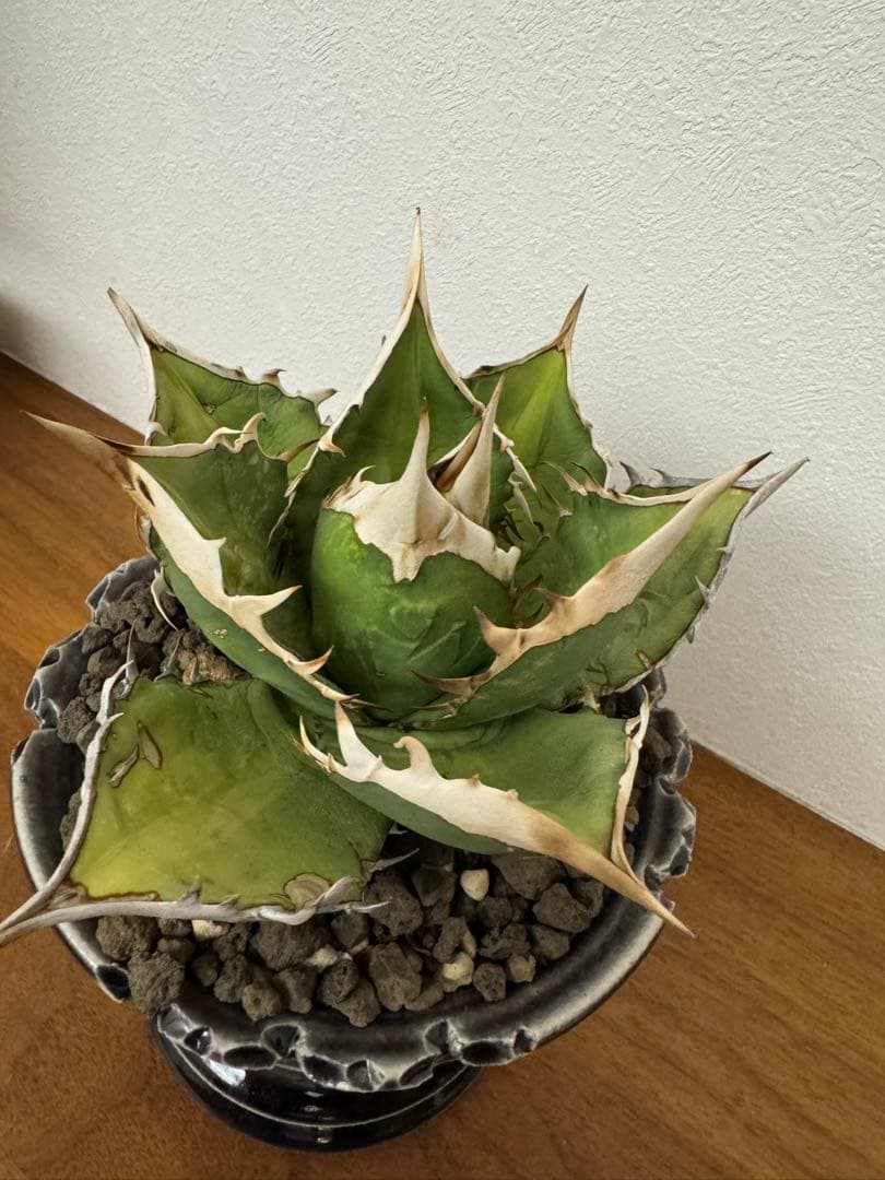 最終値下げ　アガベ　オアハカオテロイ　現地球　発根済　活着済　チタノタ