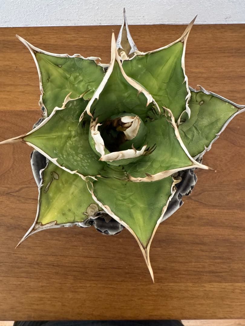 最終値下げ　アガベ　オアハカオテロイ　現地球　発根済　活着済　チタノタ