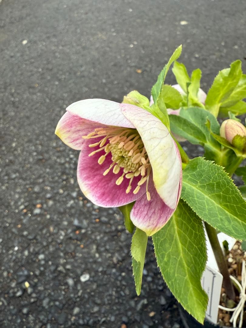 ★希少！★内弁鮮やかピンクパステリッシユストレイン★クリスマスローズ開花株