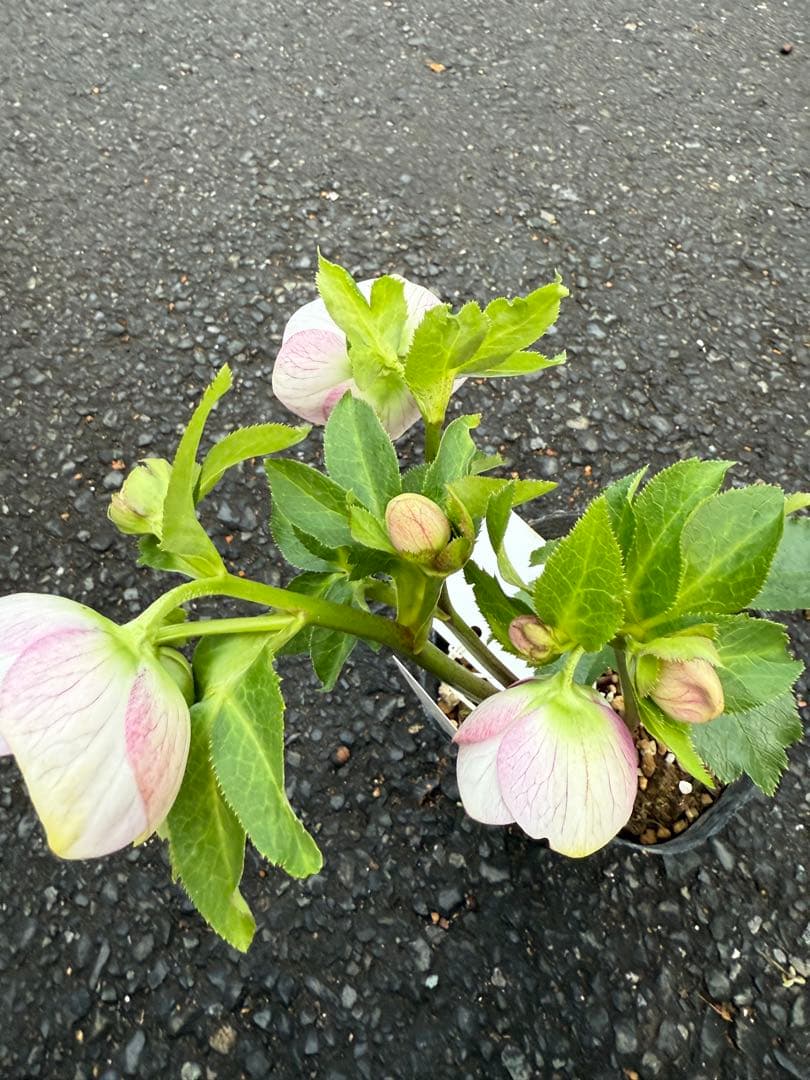 ★希少！★内弁鮮やかピンクパステリッシユストレイン★クリスマスローズ開花株