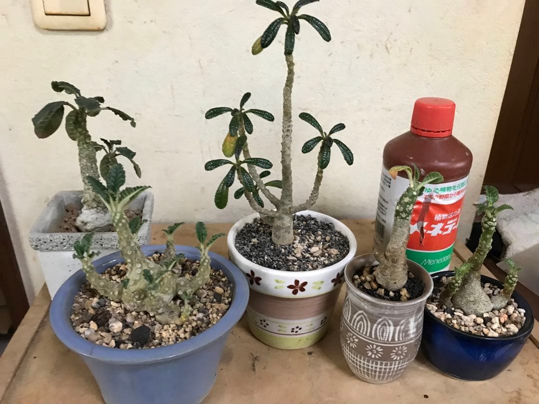 S*a様 ドルステニア各種5種セット　まとめ売り！