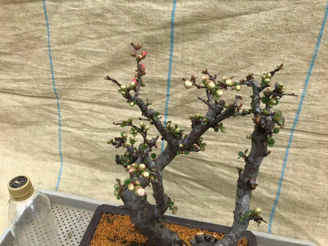 木瓜(ボケ)・放春花　安田錦　角鉢(咲分け保証品)①