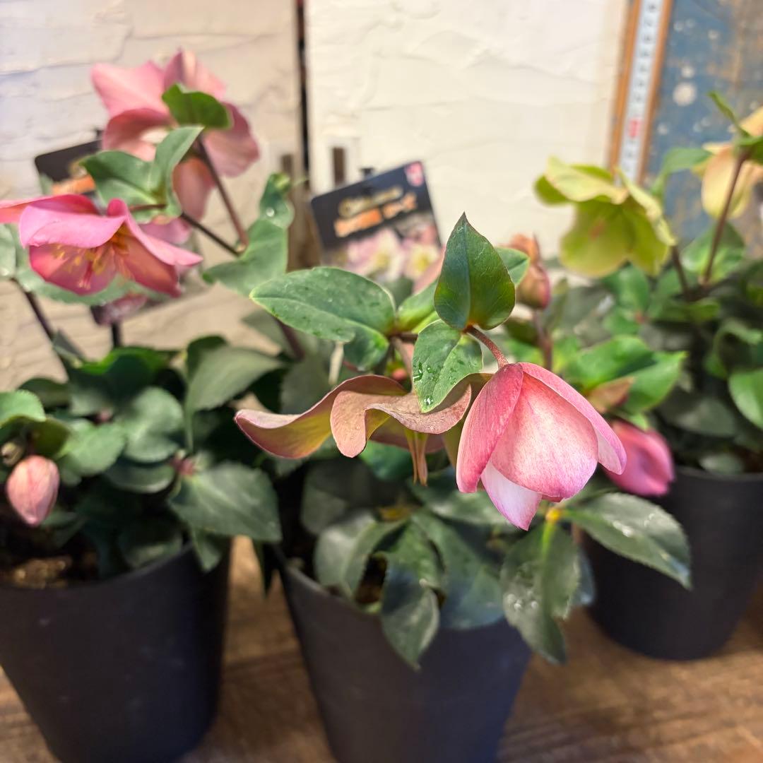 ゴ*マ様 【特選】　クリスマスローズ　氷の薔薇　5寸4種4鉢　ガーデニング