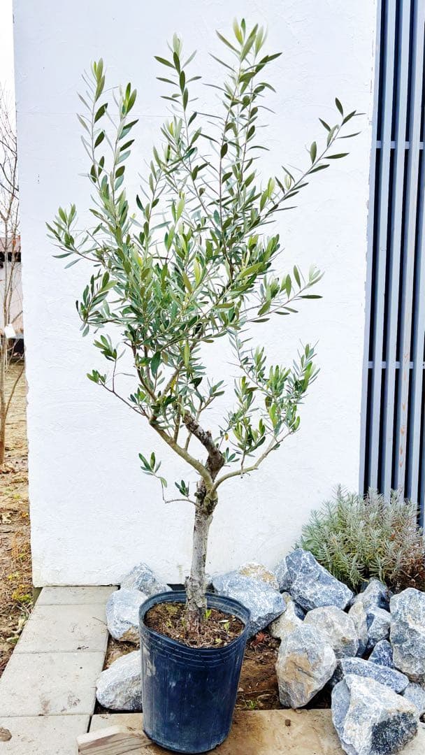 マ*ー様 超美形。古木 仕立てオリーブ シプレッシーノ1.7M(鉢底から)