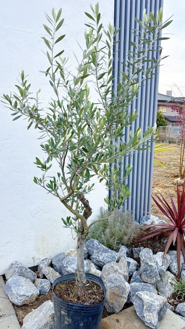 マ*ー様 超美形。古木 仕立てオリーブ シプレッシーノ1.7M(鉢底から)