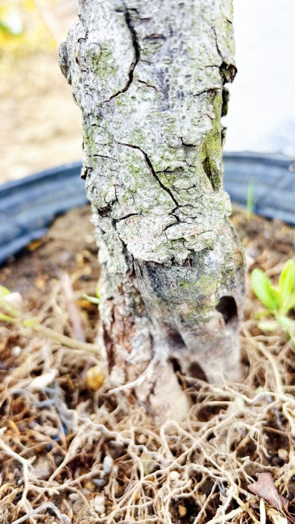 マ*ー様 超美形。古木 仕立てオリーブ シプレッシーノ1.7M(鉢底から)