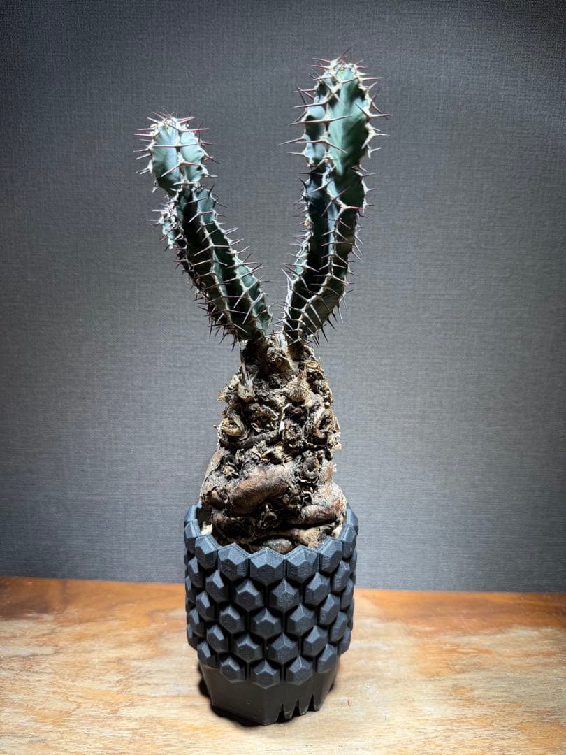 ユーフォルビア ムランジーナ