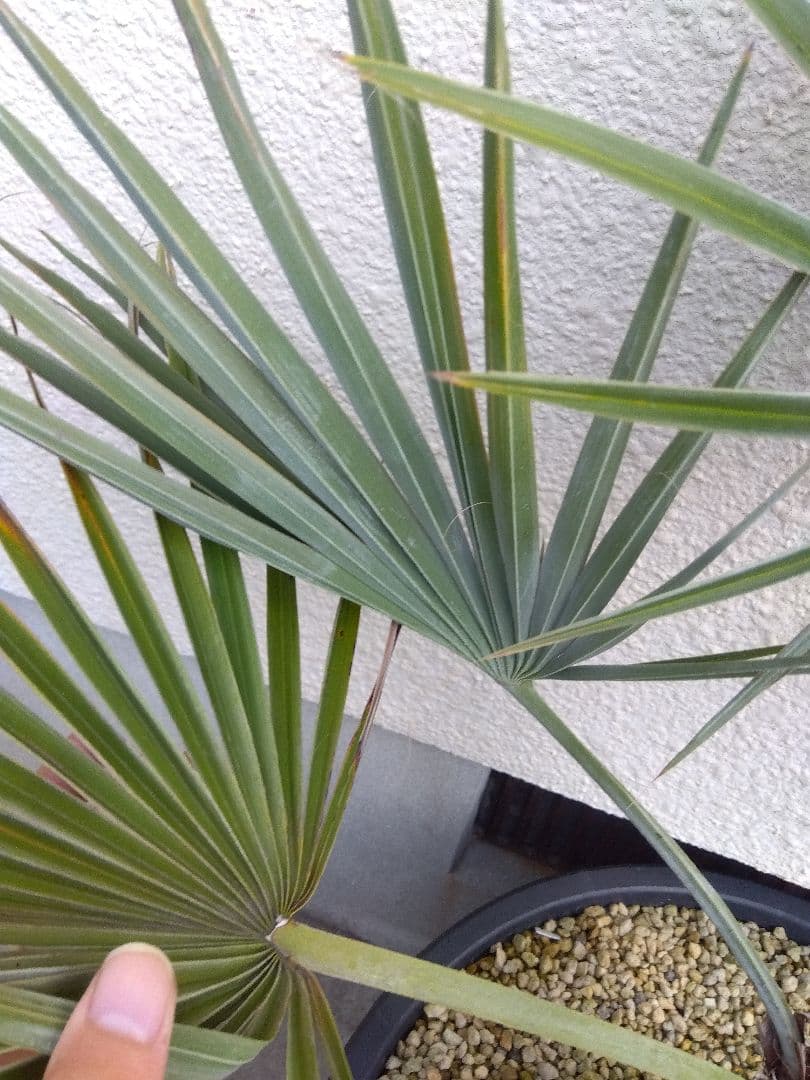 ブラヘア　カルカレア　シルバー　15号鉢つき　特大レア株❗売り切り特価❗