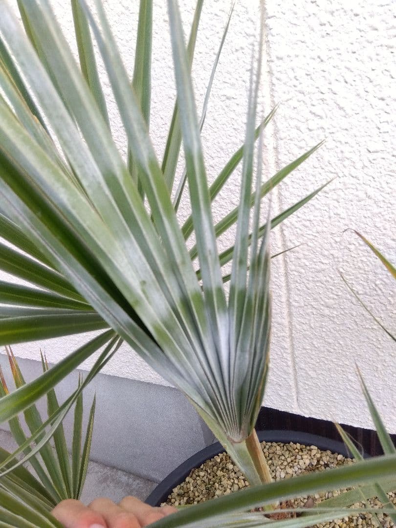 ブラヘア　カルカレア　シルバー　15号鉢つき　特大レア株❗売り切り特価❗