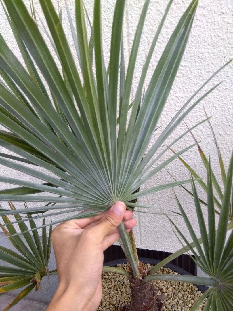 ブラヘア　カルカレア　シルバー　15号鉢つき　特大レア株❗売り切り特価❗