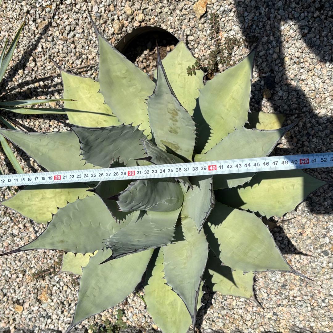 アガベ アプラナータ 青メリコ 大型親株クラス 地植えサイズ