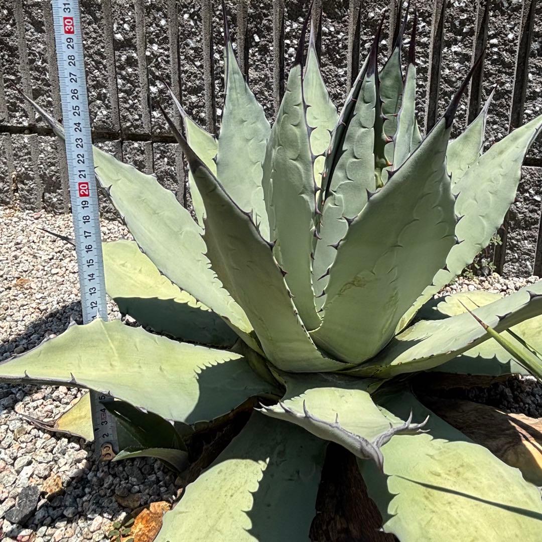 アガベ アプラナータ 青メリコ 大型親株クラス 地植えサイズ
