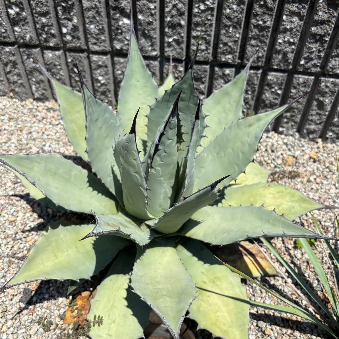 アガベ アプラナータ 青メリコ 大型親株クラス 地植えサイズ