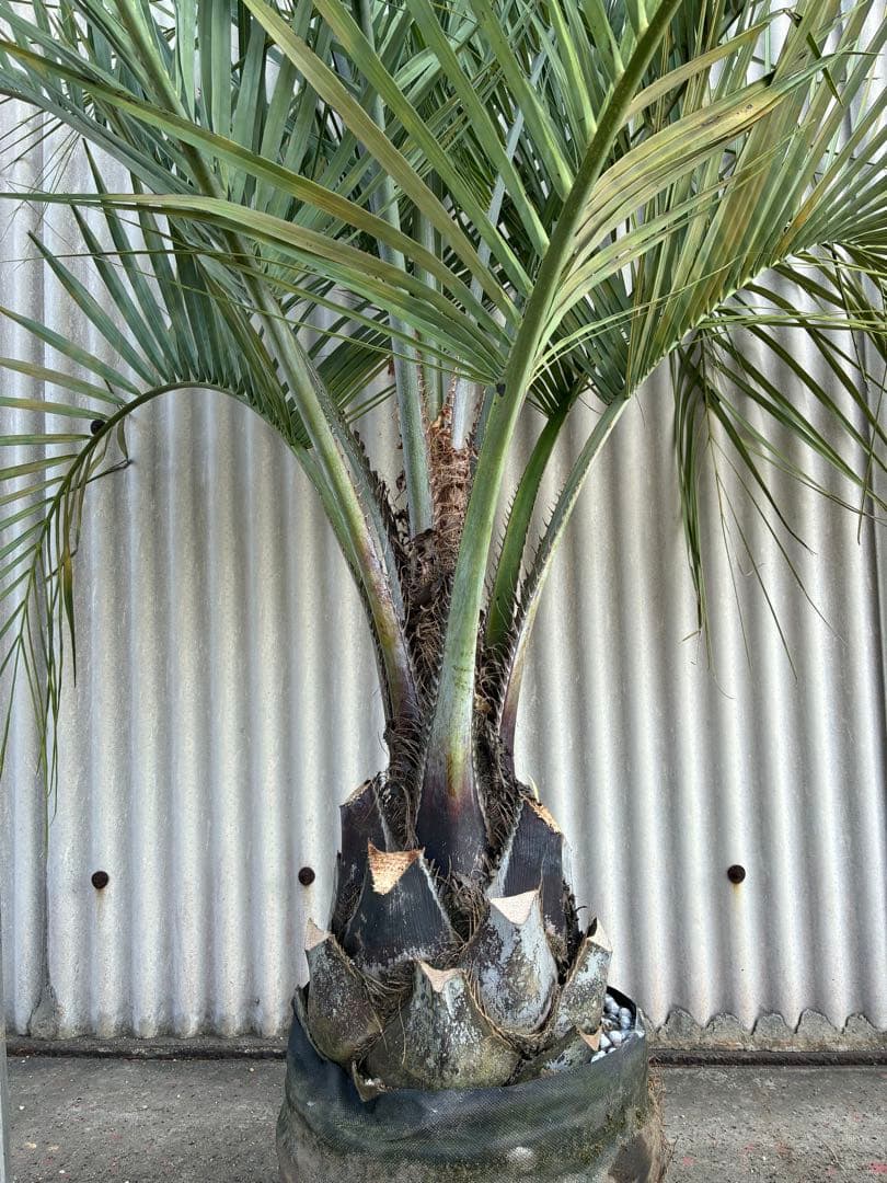 ココスヤシ　　No.9 シルバーリーフ 送料込み価格