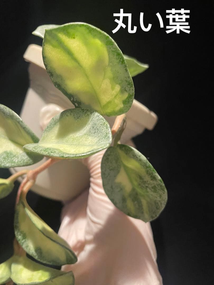 24時間セール中苗　レア　ホヤ アルゲンティア プリンセス サクララン　美株