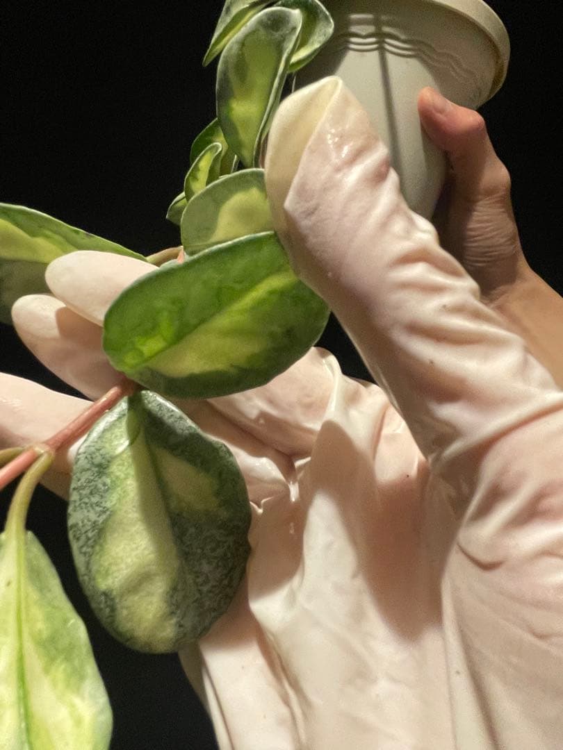 24時間セール中苗　レア　ホヤ アルゲンティア プリンセス サクララン　美株