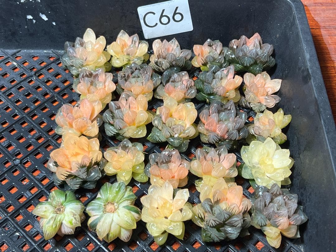 H*C様 1.多肉植物 ハオルチア　オブツーサ錦 水中月錦 糊斑 鮮明錦 25株