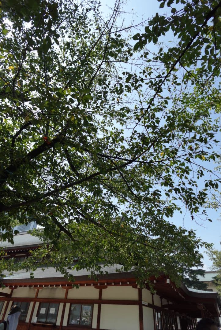 SONY VLOGCAM ZV-1F ホワイト